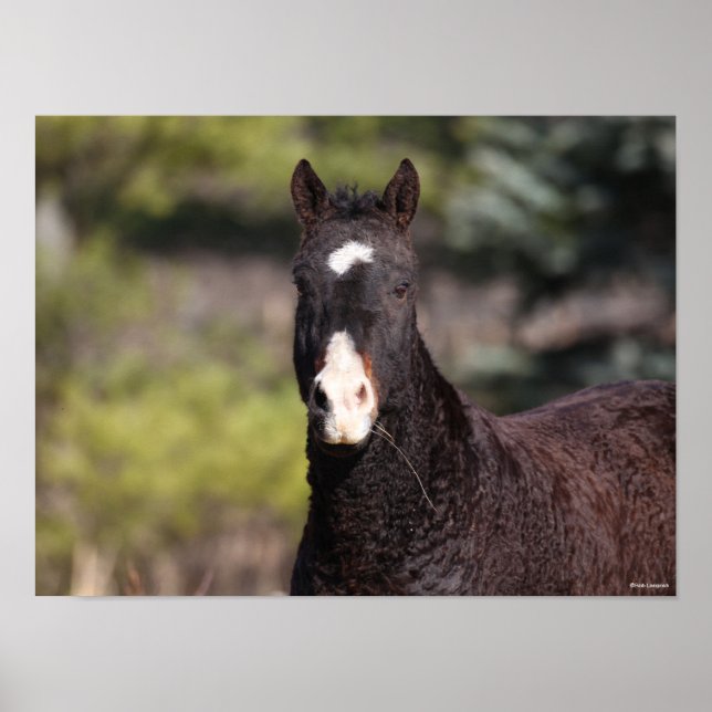 Póster Bob Langrish | Bashkir Curly Mare headshot (Frente)
