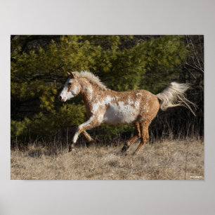 Póster Bob Langrish Bashkir Curly Stallion Running