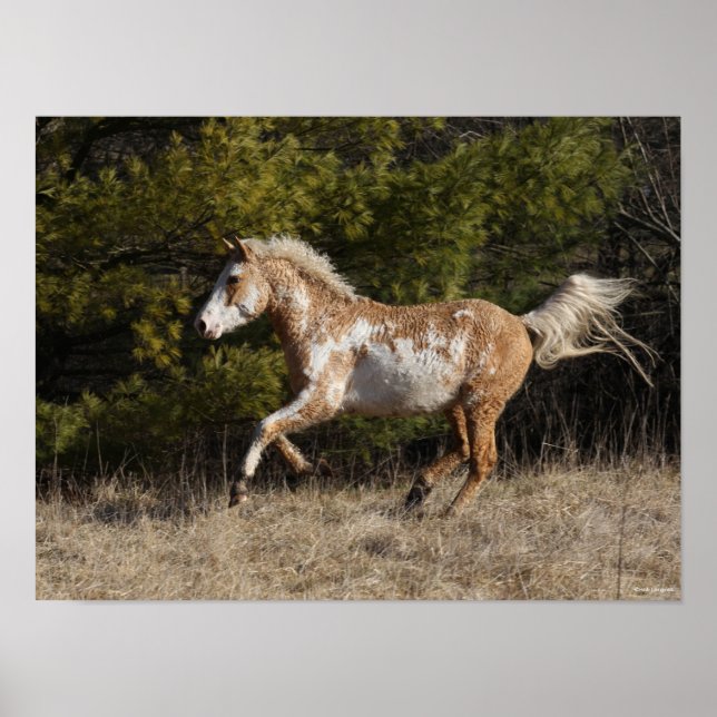 Póster Bob Langrish | Bashkir Curly Stallion Running (Frente)