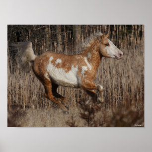 Póster Bob Langrish Bashkir Curly Stallion Running