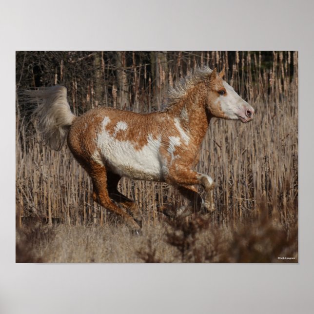 Póster Bob Langrish | Bashkir Curly Stallion Running (Frente)