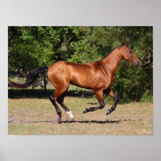 Póster Bob Langrish | Bay Akhal Teke Stallion Running (Frente)