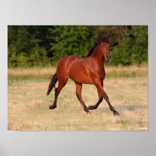 Póster Bob Langrish   Bay Andalucian Colt In Field