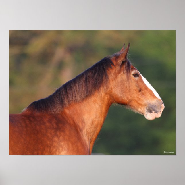 Póster Bob Langrish | Bay Clydesdale Headshot (Frente)