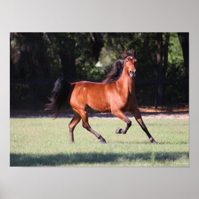 Póster Bob Langrish | Bay Tennessee Walker Running (Frente)
