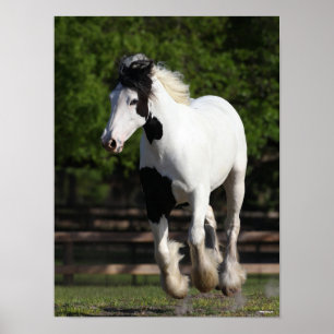 Póster Bob Langrish Black and White Gypsy Vanner Running