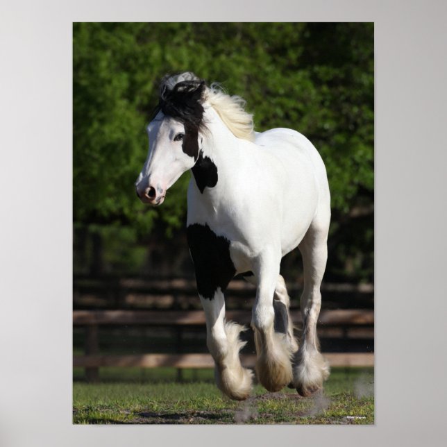 Póster Bob Langrish Black and White Gypsy Vanner Running (Frente)