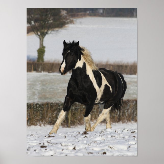 Póster Bob Langrish Black and White Welsh Cob en la nieve (Frente)