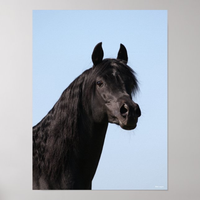 Póster Bob Langrish | Black Arab Stallion headshot (Frente)