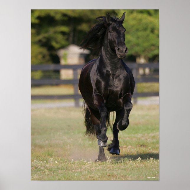 Póster Bob Langrish | Black Friesian Mare Running (Frente)