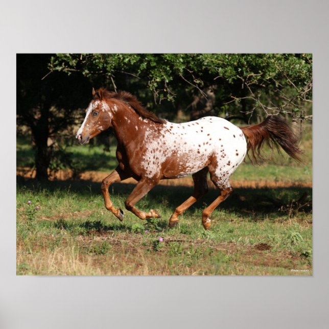 Póster Bob Langrish | Caballo Appaloosa en carrera (Frente)