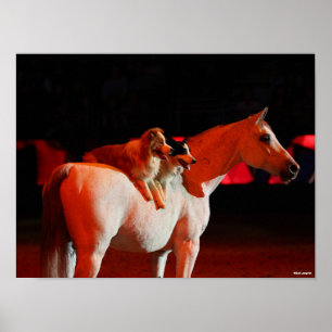 Póster Bob Langrish   Caballo árabe de pie con perros