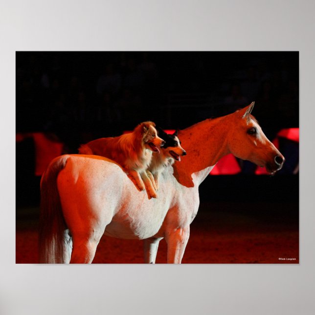 Póster Bob Langrish | Caballo árabe de pie con perros (Frente)