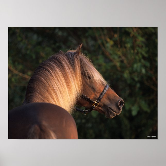 Póster Bob Langrish | Caballo de Montaña Rocosa (Frente)