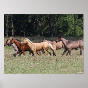 Póster Bob Langrish   Caballos de barrio de manada
