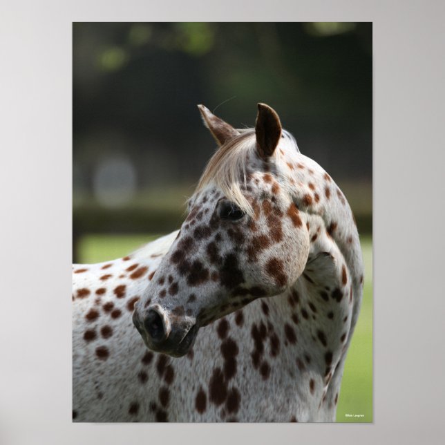 Póster Bob Langrish | Cabecera Appaloosa Standing (Frente)