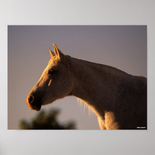 Póster Bob Langrish   Cabecera retroiluminada gris en pos