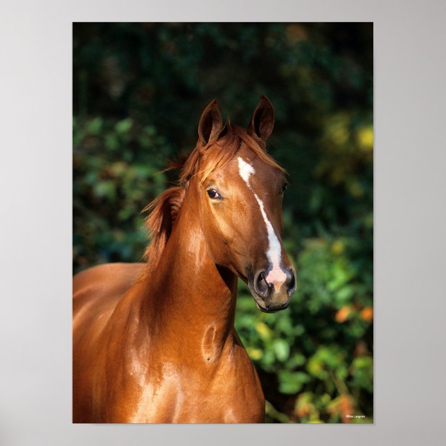 Póster Bob Langrish | Cabeza de caballo hanoverian de cas (Frente)
