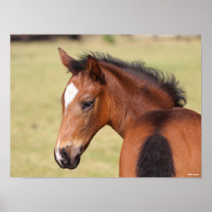 Póster Bob Langrish Cabeza de potro Warmblood bayo
