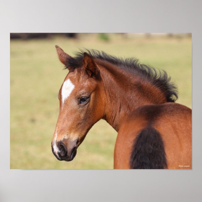 Póster Bob Langrish | Cabeza de potro Warmblood bayo (Frente)