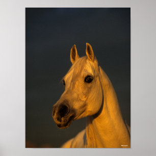 Póster Bob Langrish   Captura De Cabeza Árabe Gris Al At