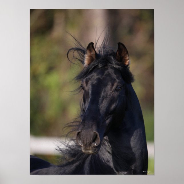 Póster Bob Langrish | Captura de cabeza de Stallion andal (Frente)