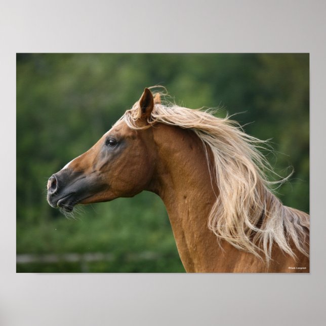 Póster Bob Langrish | Captura de cabeza de Stallion árabe (Frente)