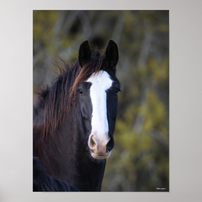 Póster Bob Langrish | Captura de cabeza del caballo de Sh (Frente)
