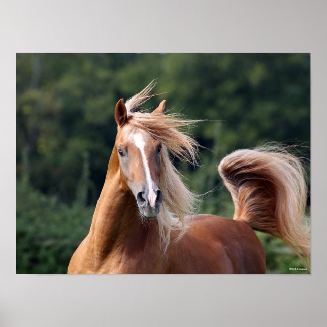 Póster Bob Langrish | Captura de cabeza del Stallion árab (Frente)