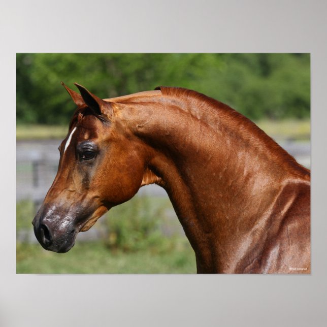 Póster Bob Langrish | Captura de cabeza del Stallion árab (Frente)