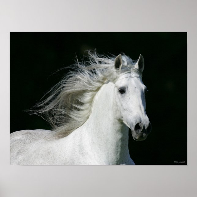 Póster Bob Langrish | Captura de cabeza del Stallion de A (Frente)