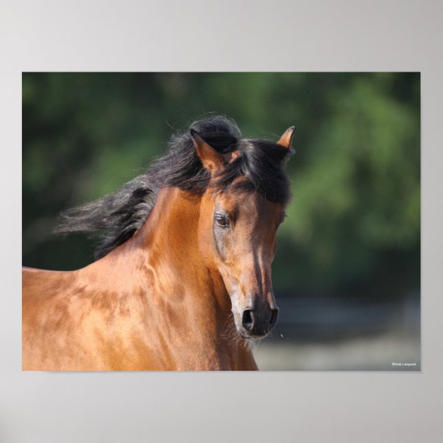 Póster Bob Langrish | Captura de pantalla de Bay Arab (Frente)