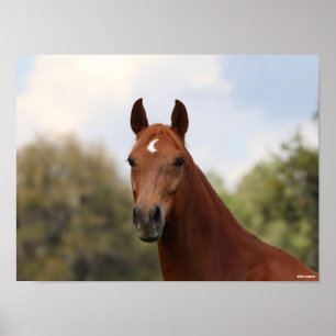 Póster Bob Langrish   Captura de pantalla de Chestnut Old