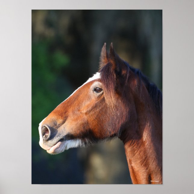 Póster Bob Langrish | Captura de pantalla de Clydesdale (Frente)