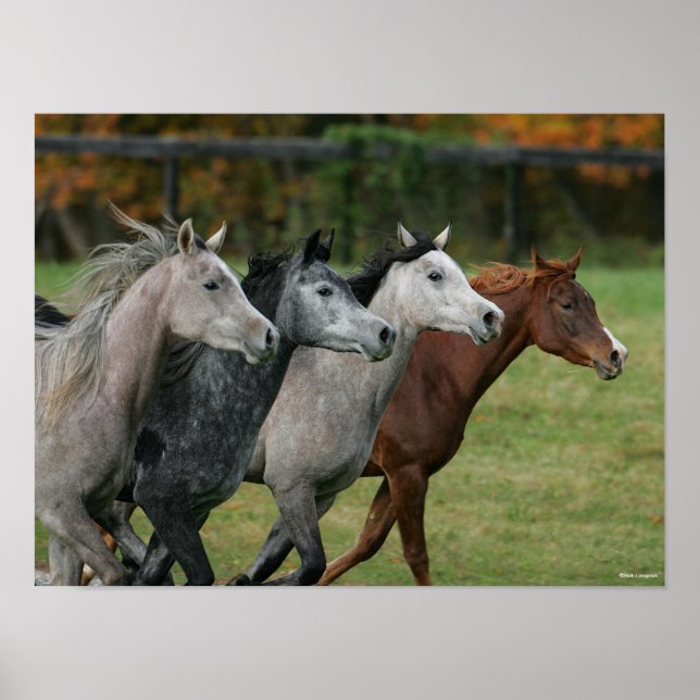 Póster Bob Langrish | Captura de pantalla de la Carreras  (Frente)