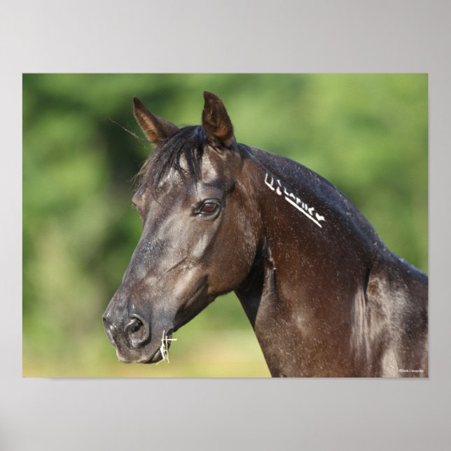 Póster Bob Langrish | Captura de pantalla de Mustang Mare (Frente)