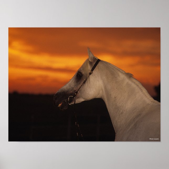 Póster Bob Langrish | Captura de pantalla del árabe gris  (Frente)