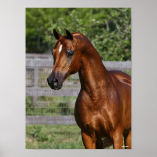 Póster Bob Langrish   Captura de pantalla del "Stallion S