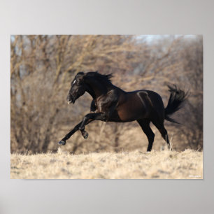 Póster Bob Langrish   Carrera andaluza