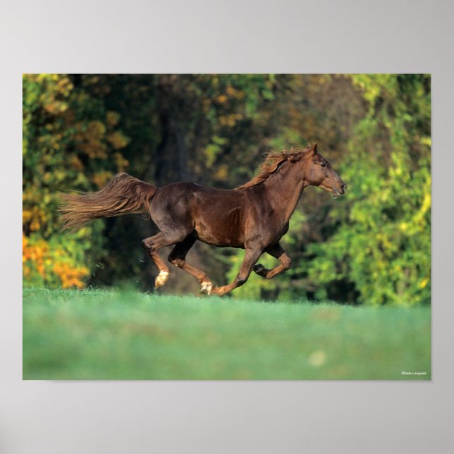 Póster Bob Langrish | Carrera de caballos de Montaña Roco (Frente)