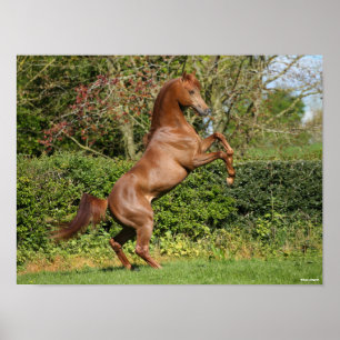 Póster Bob Langrish   Chestnut Arab Stallion Rearing