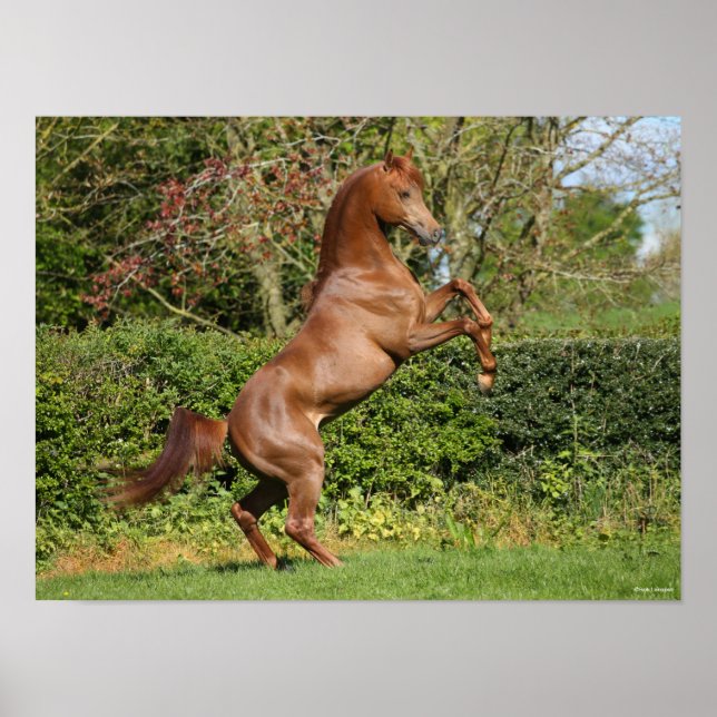 Póster Bob Langrish | Chestnut Arab Stallion Rearing (Frente)