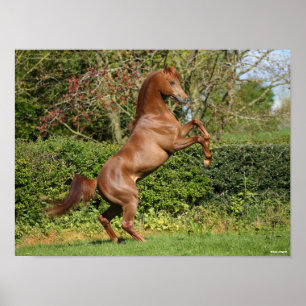 Póster Bob Langrish   Chestnut Arab Stallion Rearing