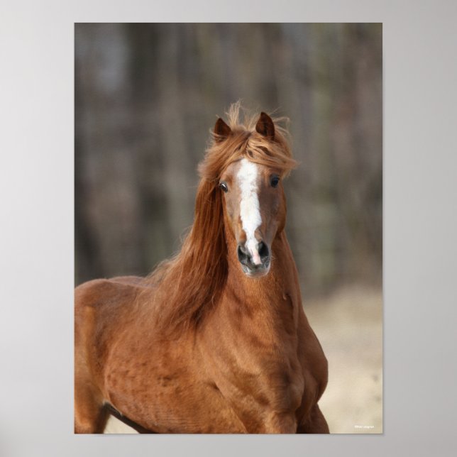 Póster Bob Langrish | Chestnut Hackney Headshot (Frente)