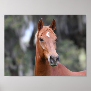 Póster Bob Langrish   Chestnut Oldenburg Headshot
