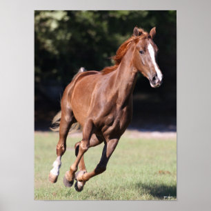 Póster Bob Langrish   Chestnut Tennessee Walker Running