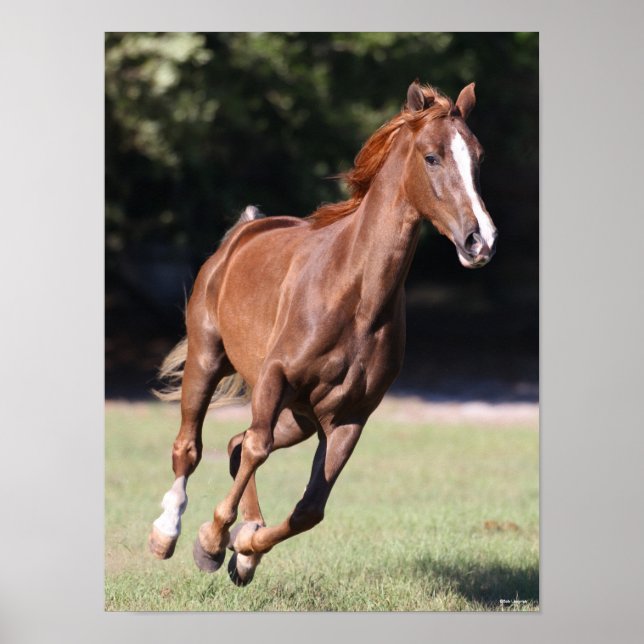 Póster Bob Langrish | Chestnut Tennessee Walker Running (Frente)