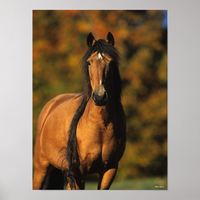 Póster Bob Langrish | Chocktaw Pony Standing Headshot (Frente)