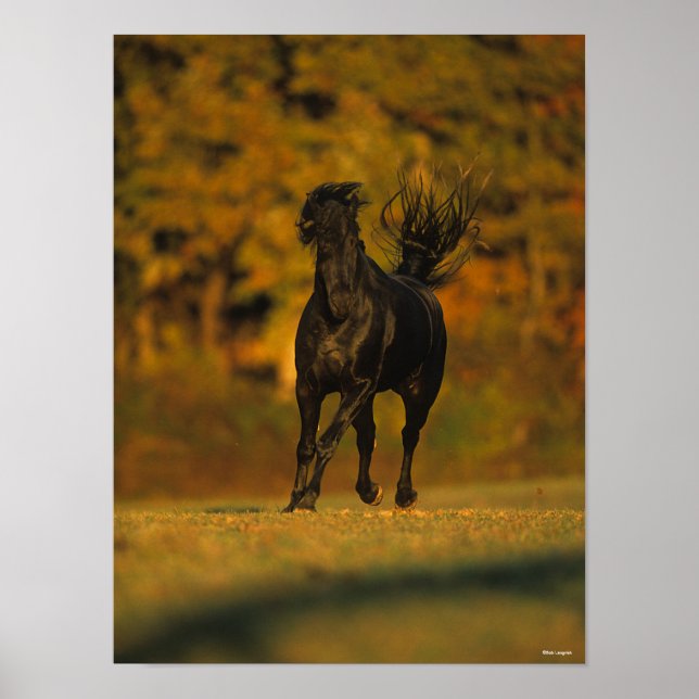 Póster Bob Langrish | Correr frisón negro en otoño (Frente)
