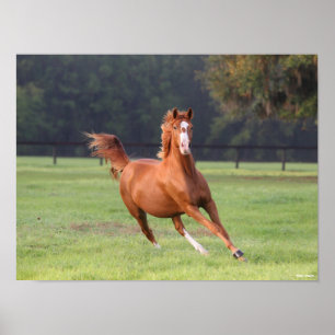 Póster Bob Langrish Corriendo castaños en Oldenburg